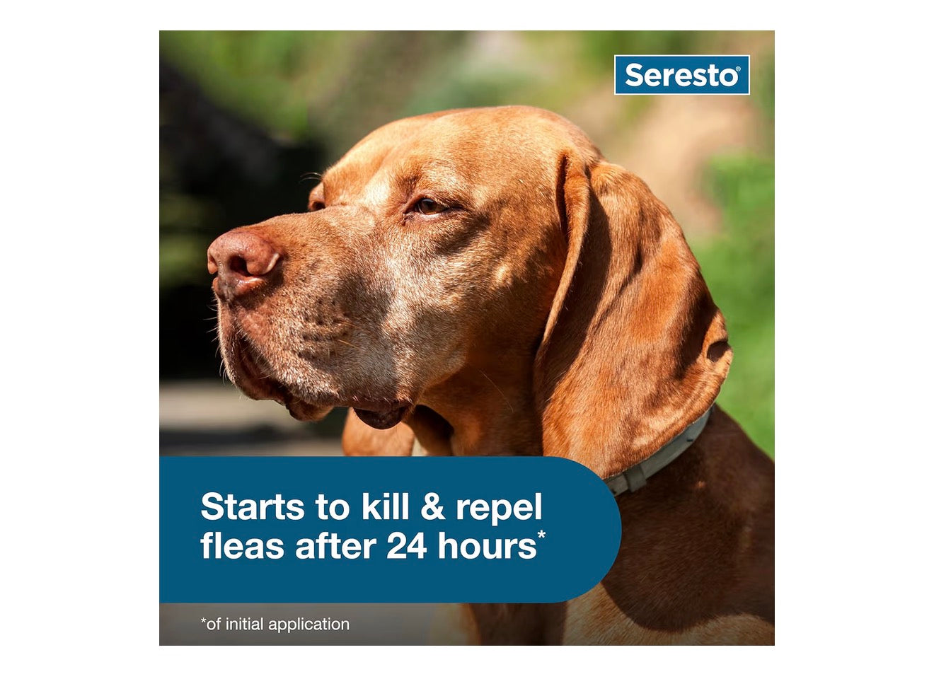 Seresto Flea & Tick Collar For Dogs Over 18 lbs., Treatment & Prevention, Vet-Recommend, 8 Month Protection